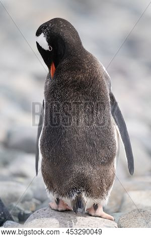 Gentoo Penguin Stands Preening On Sunlit Rocks