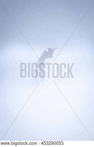 Gentoo Penguin Stands Raising Beak In Snowstorm
