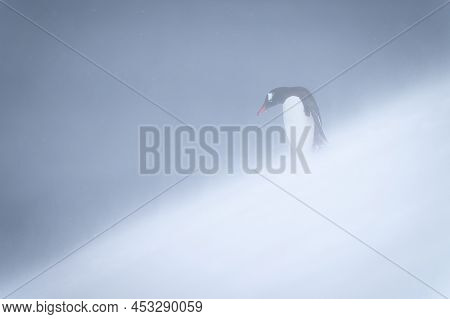 Gentoo Penguin Stands Staring Down Snowy Slope