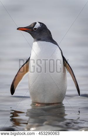 Gentoo Penguin Stands Stretching Flippers In Shallows