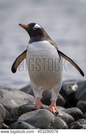 Gentoo Penguin Stands Turning Head On Rocks