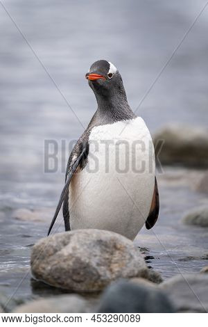 Gentoo Penguin Stands Watching Camera Behind Rock