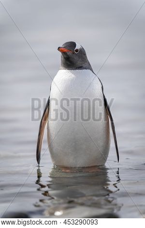 Gentoo Penguin Stands Watching Camera In Shallows