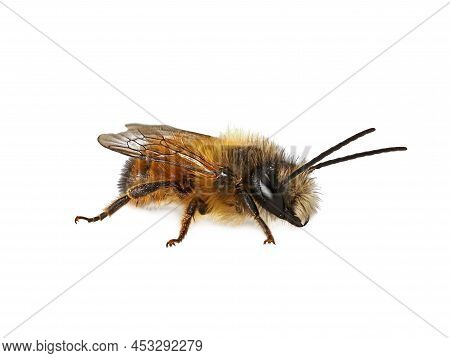 Male Wild Bee, Osmia Bicornis Or Red Mason Bee Isolated On White Background