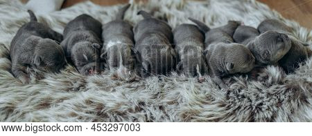 Raising American Bully Puppies. Several Cute Newborn Blue Bully Puppies Are Sleeping On A Fluffy Bed