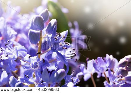 The Blue Bluebell In The Sunny Glow In Close-up. Blue Snowdrop. Scilla. Beauty And Magic. Prolesok