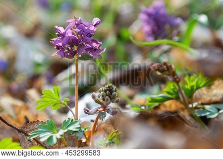 Corydalis Cava, Violet Spring Flowers Of Corydalis, Macro, Close-up