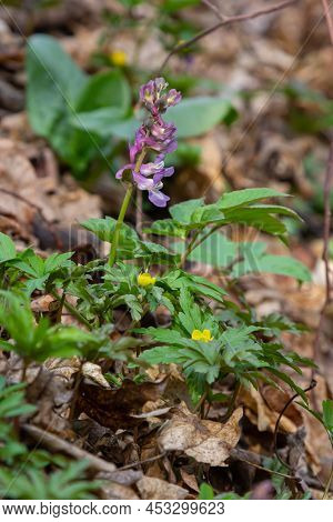 Hollow-root, Corydalis Cava, Blooming On The Forest Floor In A Park During Spring