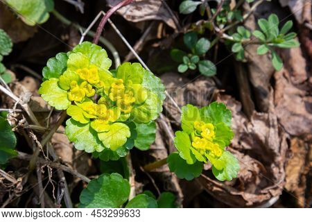 Blooming Golden Saxifrage Chrysosplenium Alternifolium With Soft Edges. Selective Focus. Has Healing