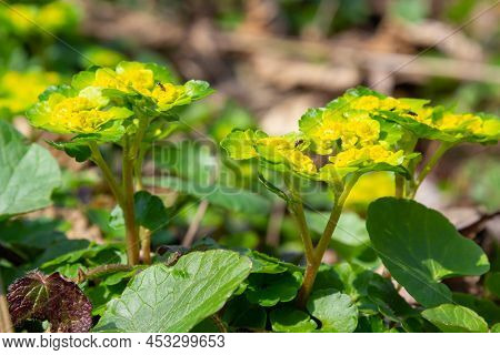 Blooming Golden Saxifrage Chrysosplenium Alternifolium With Soft Edges. Selective Focus. Has Healing