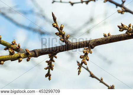 Budding Buds On A Tree Branch In Early Spring Macro
