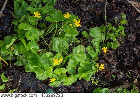 Marsh Marigold Caltha Palustris Yellow Flowers Against The Backdrop Of Swamp Pond Water. Marsh Flowe