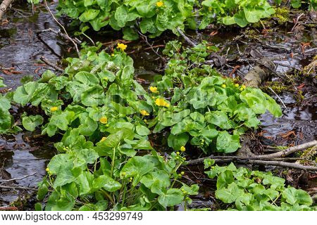 Marsh Marigold Caltha Palustris Yellow Flowers Against The Backdrop Of Swamp Pond Water. Marsh Flowe