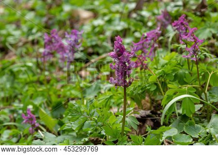 Hollow-root, Corydalis Cava, Blooming On The Forest Floor In A Park During Spring