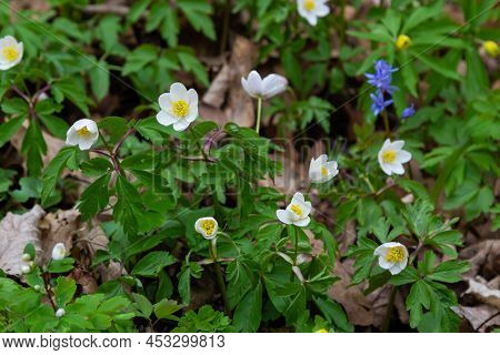 Anemone Nemorosa Is An Early-spring Flowering Plant In The Genus Anemone.