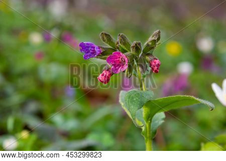 Pulmonaria Officinalis, Common Names Lungwort, Common Lungwort, Mary's Tears Or Our Lady's Milk Drop