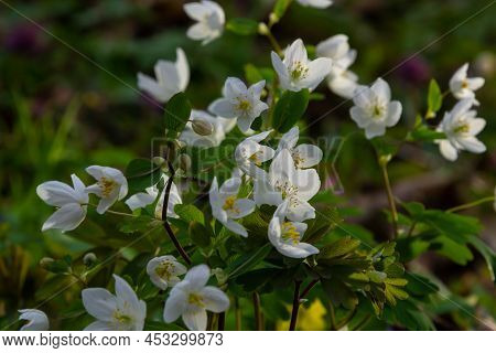 False Anemone Or Isopyrum Thalictroides, White Anemone Like Flowering Early Spring European Plant In