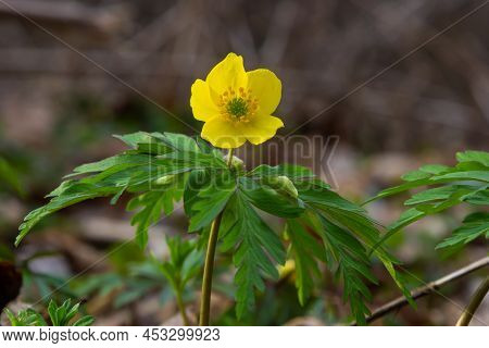 In The Spring In The Wild Forest Blooms Anemone Yellow Anemone Ranunculoides