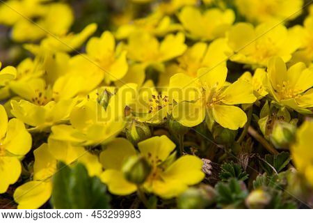 Tiny Flowers Of Potentilla Arenaria On A Xerotherm Meadow. Wild Yellow Flowers Growing On Sand Soil