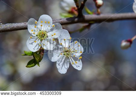 Spring Blossoms Of Spreading Plum Tree, Prunus Divaricata, White Flowers Blooming During Spring Saka