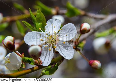 Spring Blossoms Of Spreading Plum Tree, Prunus Divaricata, White Flowers Blooming During Spring Saka