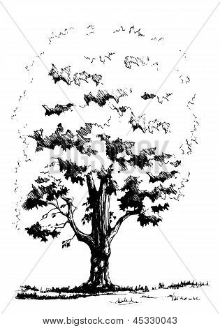 Albero di acero