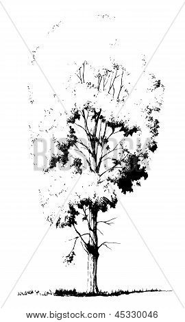 Albero di pioppo