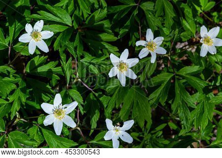 White Flowers With The Blurred Background Of Trees And Blue Sky. In Oak Forest The Beautiful Anemone