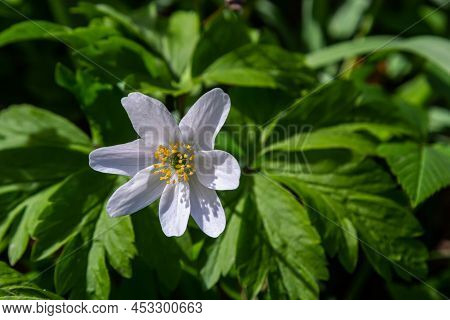 White Flowers With The Blurred Background Of Trees And Blue Sky. In Oak Forest The Beautiful Anemone