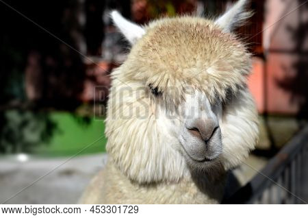 Huacaya Alpaca In The Zoo Of Ukraine.