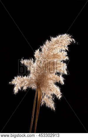 Branch Of Dry Pampas Grass Close-up On A Black Background. Fluffier Beige Flowers In The Sun Indoors