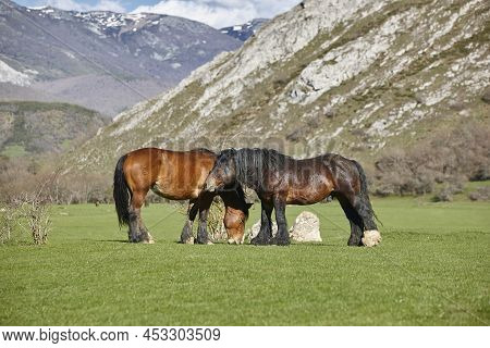 Horses In A Green Valley. Castilla Y Leon Landscape. Spain