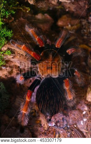 View From Above On A Large Spider. Poisonous Insects