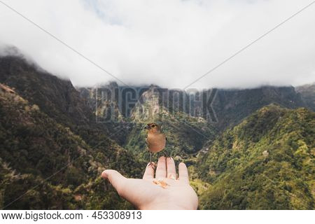 Rare Madeiran Chaffinch Has Flown To The Man's Hand For Food Crumbs And To See If He Is Safe. Fringi
