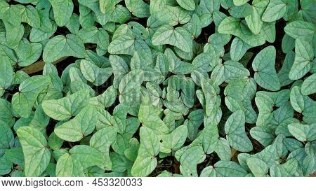Triangle Shaped Twin Leaf Natural Background Pattern Image. Rare Plant