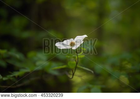 Green Copy-space Decorated With Backlit Pacific Dogwood (cornus Nuttallii) Flower, White. Spring Con