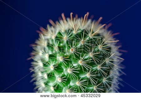 Cactus, Blue Background