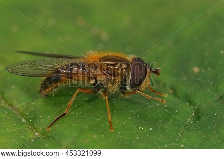 Detailed Closeup On A European Hoverfly Species, Epistrophe Eligans Sitting On A Green Leaf