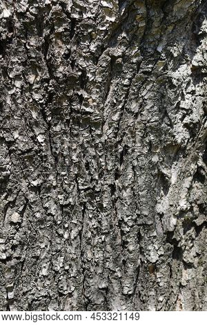 Dragons Claw Willow Gray Cracked Bark Detail