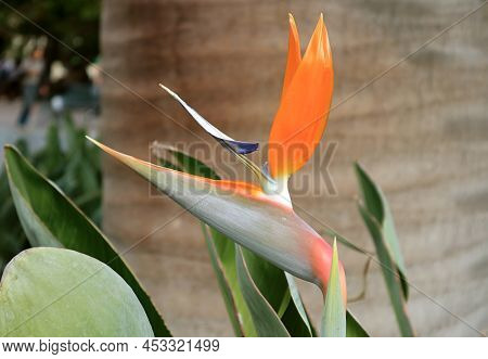 Detail Of Blossoming Bird Of Paradise Flower Or Strelitzia Reginae