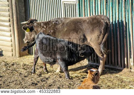 On A Farm, A Cow Is Suckling Her Calf.