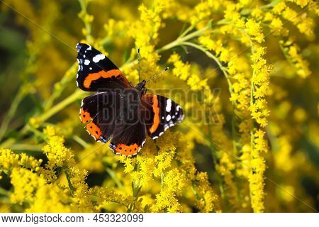 An Admiral, Butterfly On A Yellow Flowering Plant.