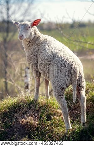 A White Sheep Stands On A Hill In A Background Of A Beautiful Rural Landscape And Looks Back At Us