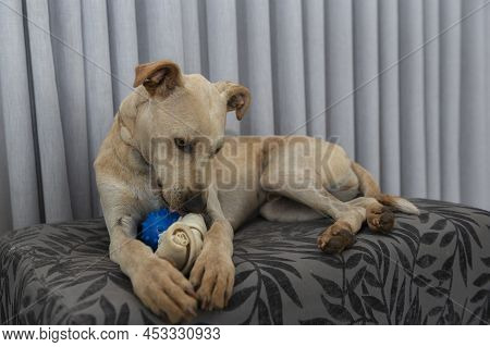 Adorable Hungry Dog Chewing A Bone Indoors. Cute Dog Loves To Eat And Play With Bones. Isolated Dog 