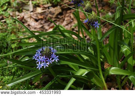 Cuban Lily (scilla Peruviana) Flowewrs. Asparagaceae Perennial Plants. Native To The Mediterranean C