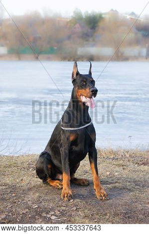 Portrait Of A Magnificent Doberman. Doberman With Cropped Ears. Large Powerful Doberman Male