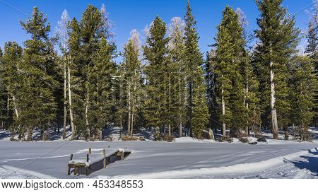 A Snow-covered Edge Of A Coniferous Forest. Trees Against The Blue Sky. There Is A Wooden Flooring I