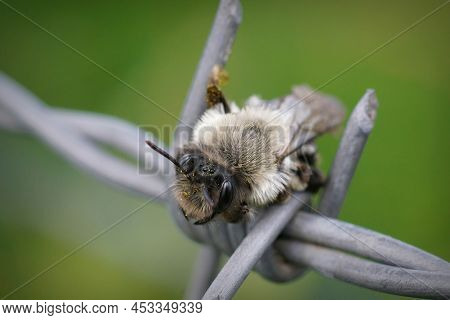 Closeup On A Female Grey - Backed Mining Bee, Andrena Vaga, Trying To Find A Safe Spot In Barbwire ,