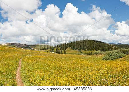 Wanderweg durch Wiesen Wildblumen