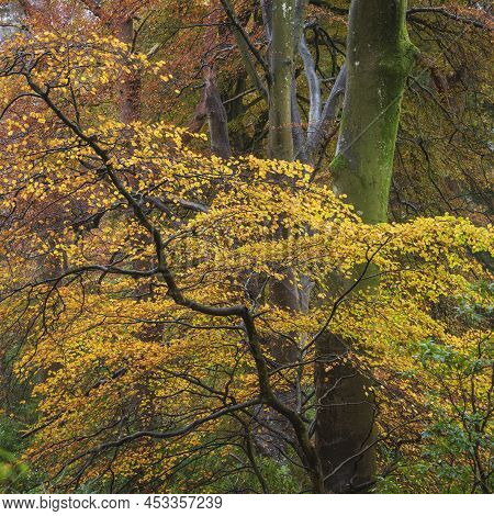 Epic Vibrant Colorful Autumn Landscape Image Of Dodd Woods In Lake District
